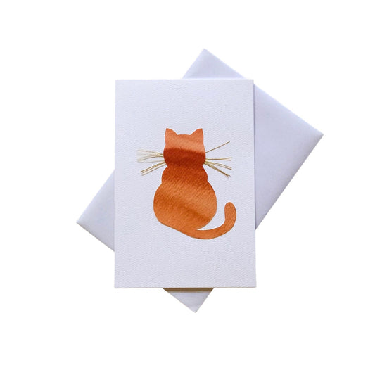 orange kitty